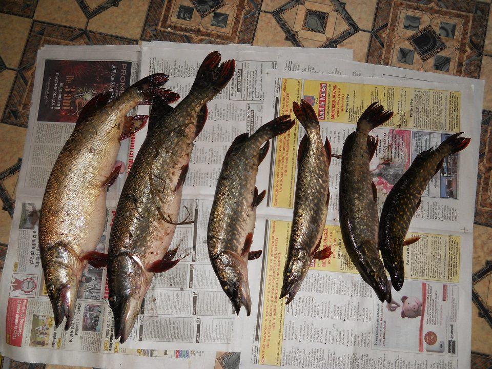 pescuit - 3109221763446757860171888456119n.jpg